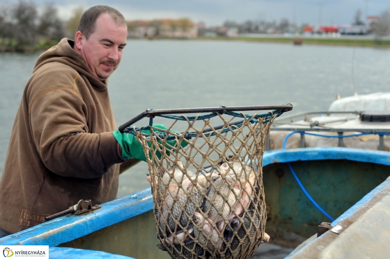 Haltelepítés a Bujtoson