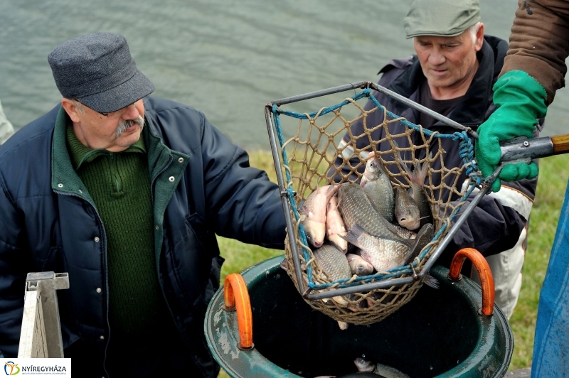 Haltelepítés a Bujtoson