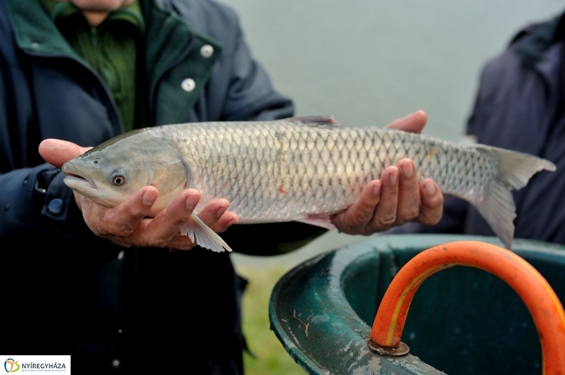 Haltelepítés a Bujtoson