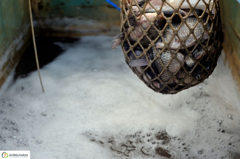 Haltelepítés a Bujtoson