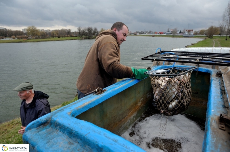 Haltelepítés a Bujtoson