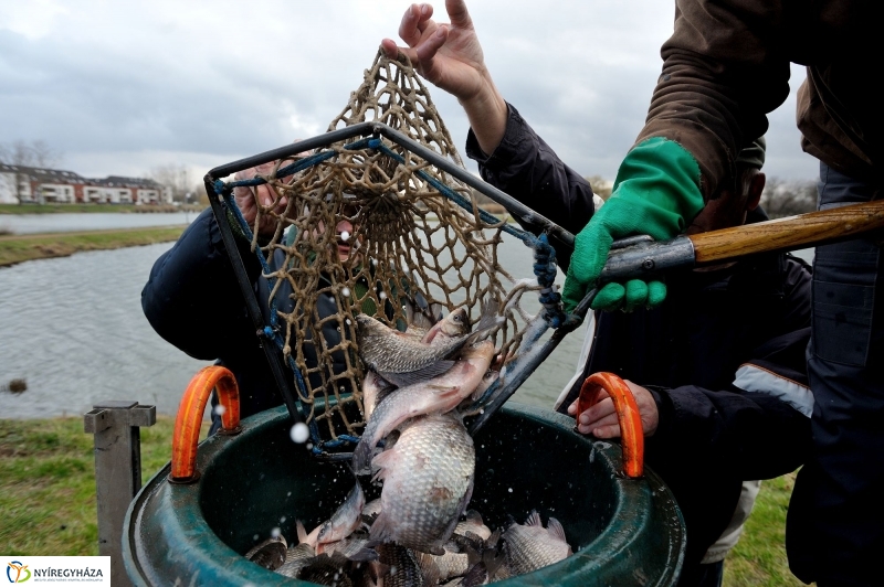Haltelepítés a Bujtoson