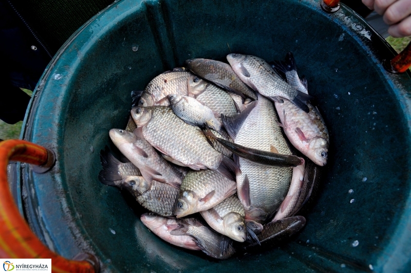 Haltelepítés a Bujtoson