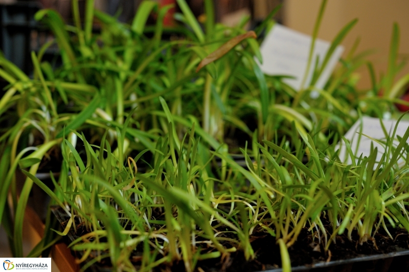 Magbörze a Múzeumfaluban