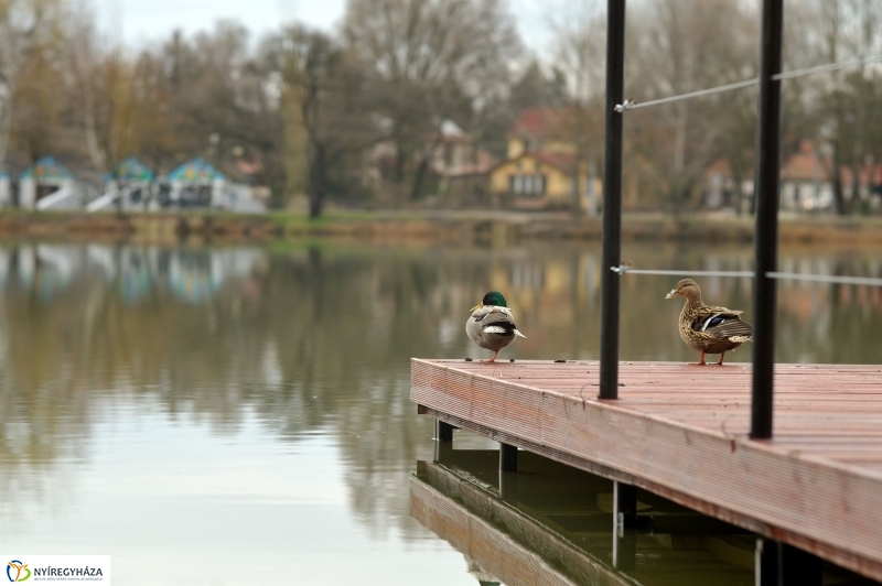 Veszélyes fák Sóstón
