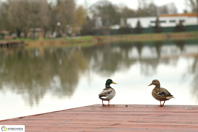 Veszélyes fák Sóstón