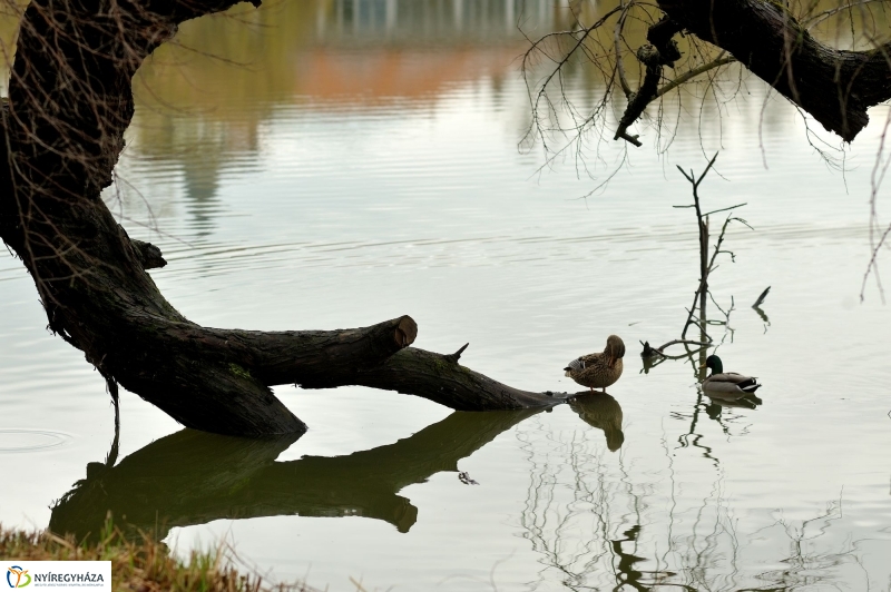 Veszélyes fák Sóstón