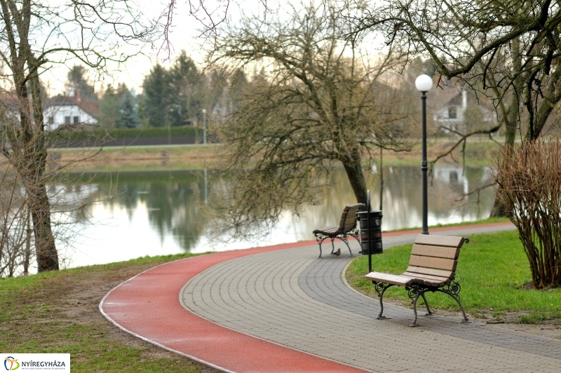 Veszélyes fák Sóstón