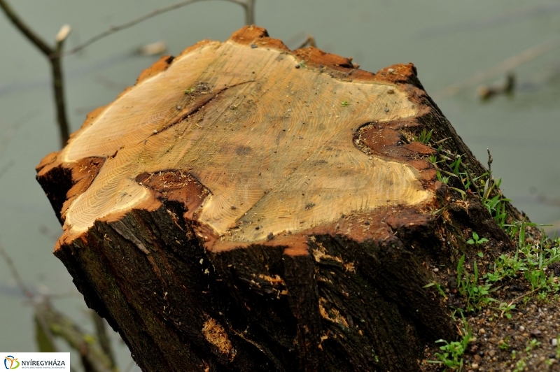 Veszélyes fák Sóstón