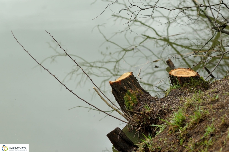 Veszélyes fák Sóstón