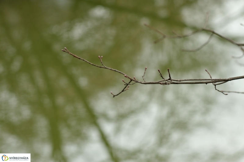 Veszélyes fák Sóstón