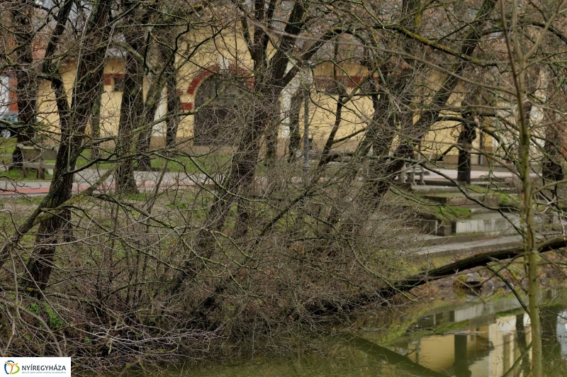 Veszélyes fák Sóstón