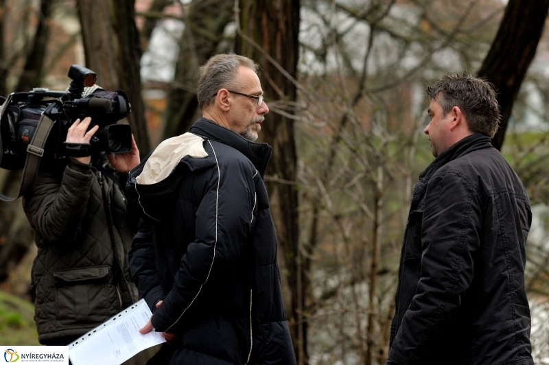 Veszélyes fák Sóstón