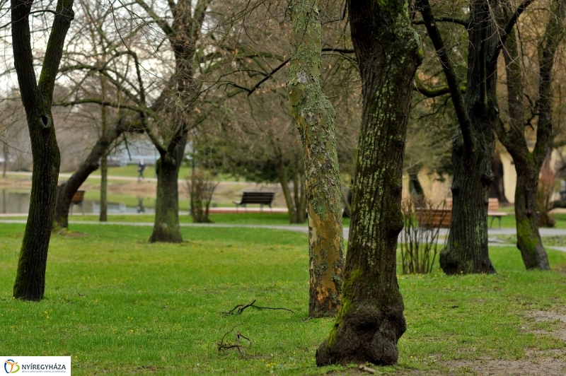 Veszélyes fák Sóstón