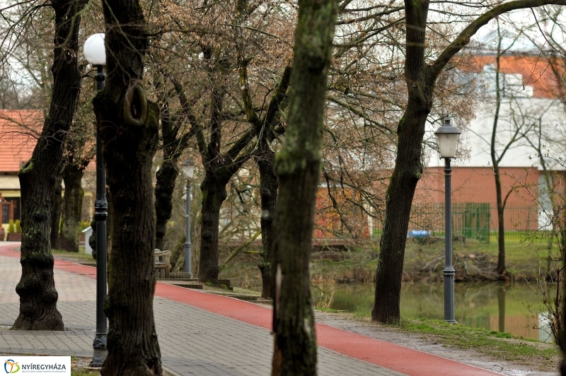 Veszélyes fák Sóstón