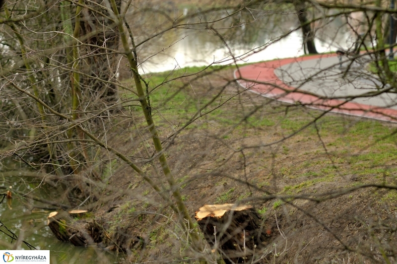 Veszélyes fák Sóstón