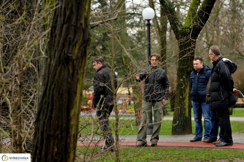 Veszélyes fák Sóstón