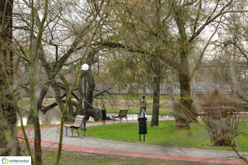 Veszélyes fák Sóstón