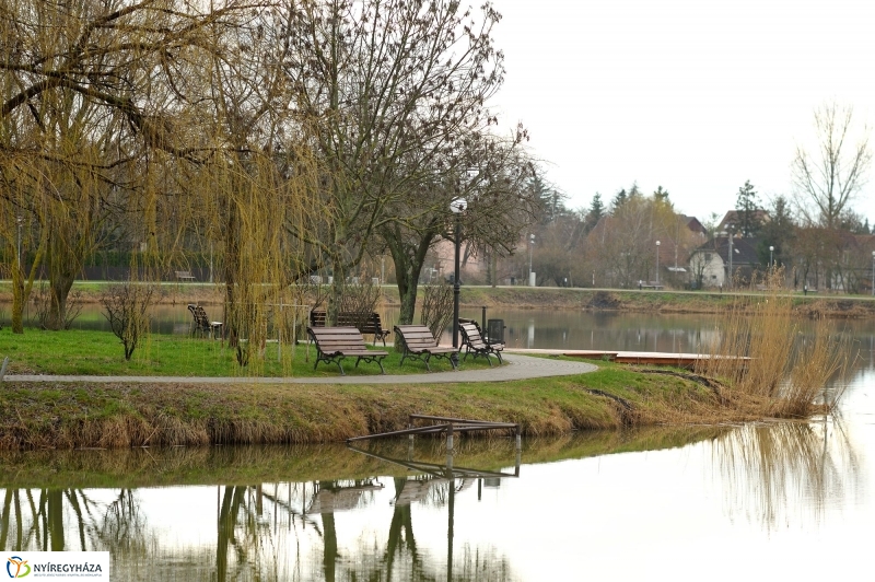 Veszélyes fák Sóstón