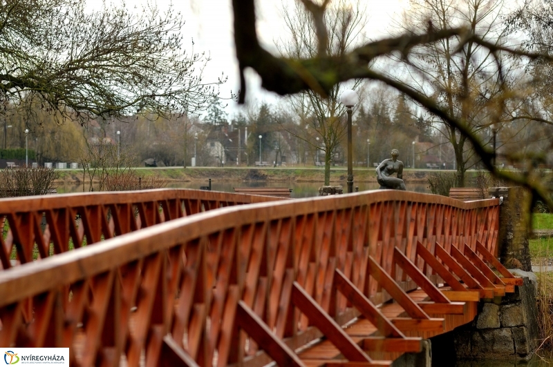 Veszélyes fák Sóstón