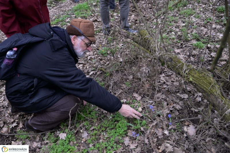 Csillagvirág számlálás a Sóstói erdőben