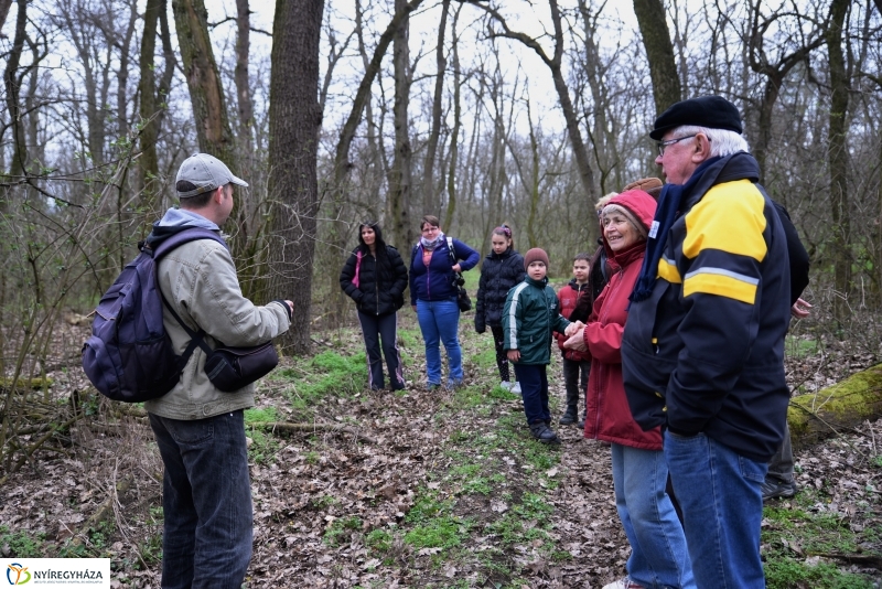 Csillagvirág számlálás a Sóstói erdőben
