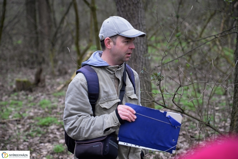 Csillagvirág számlálás a Sóstói erdőben