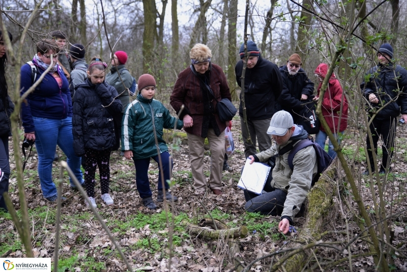 Csillagvirág számlálás a Sóstói erdőben
