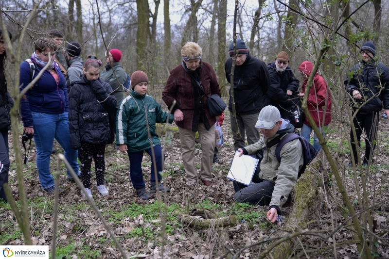Csillagvirág számlálás a Sóstói erdőben