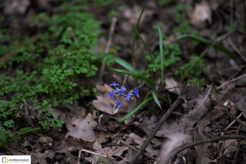 Csillagvirág számlálás a Sóstói erdőben