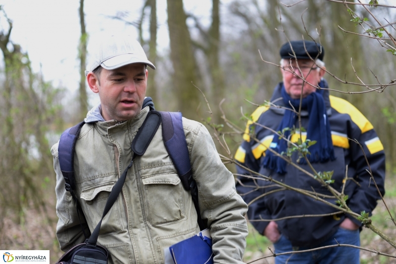 Csillagvirág számlálás a Sóstói erdőben