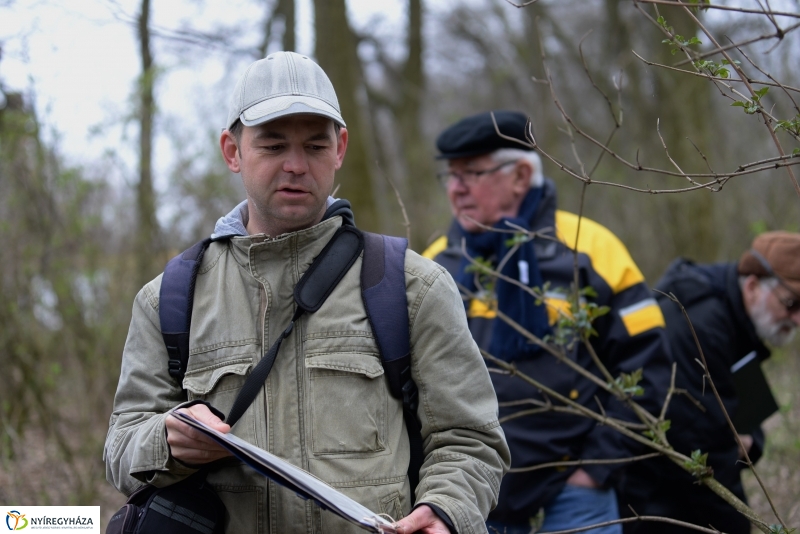 Csillagvirág számlálás a Sóstói erdőben