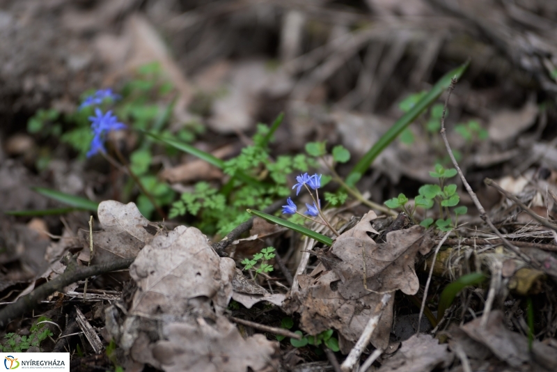 Csillagvirág számlálás a Sóstói erdőben