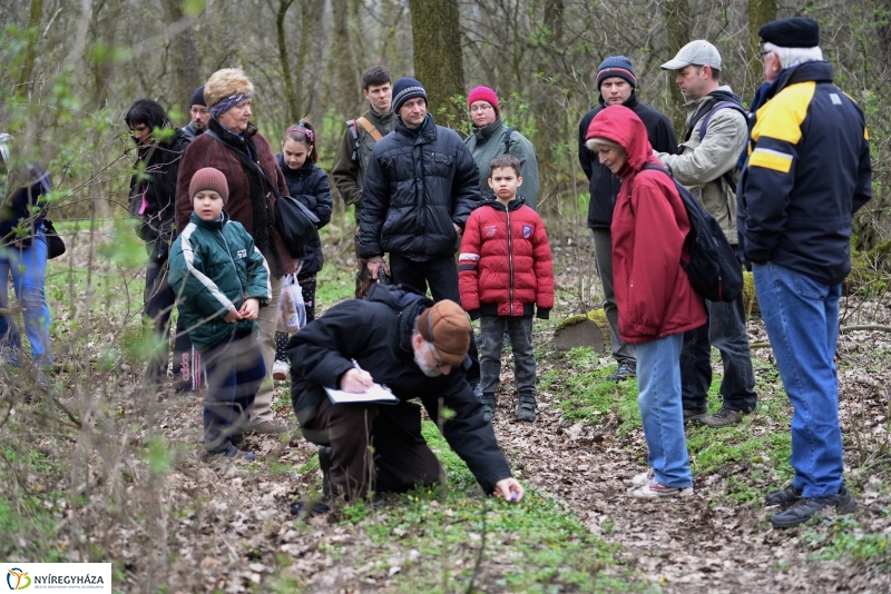 Csillagvirág számlálás a Sóstói erdőben