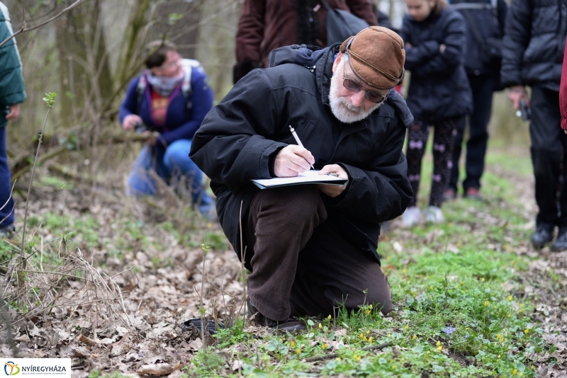 Csillagvirág számlálás a Sóstói erdőben