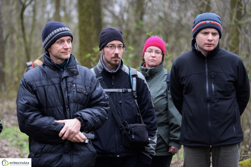 Csillagvirág számlálás a Sóstói erdőben