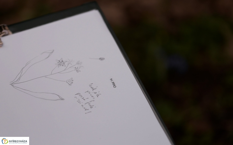 Csillagvirág számlálás a Sóstói erdőben