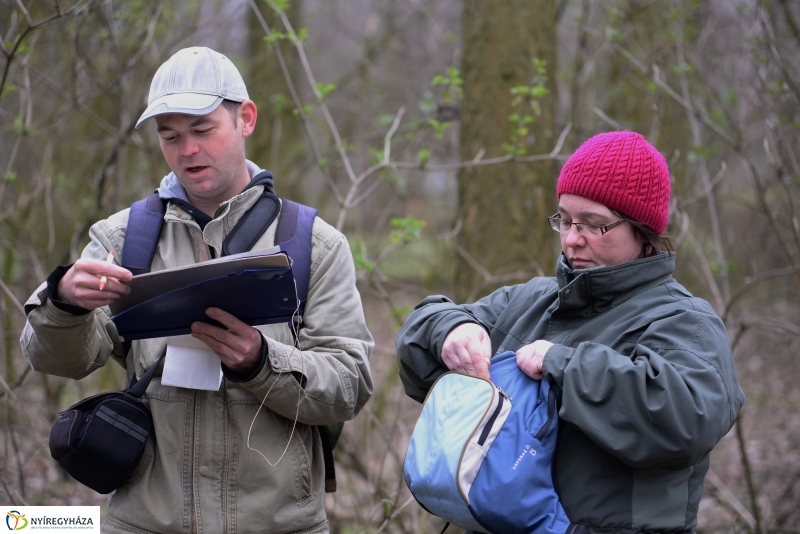 Csillagvirág számlálás a Sóstói erdőben
