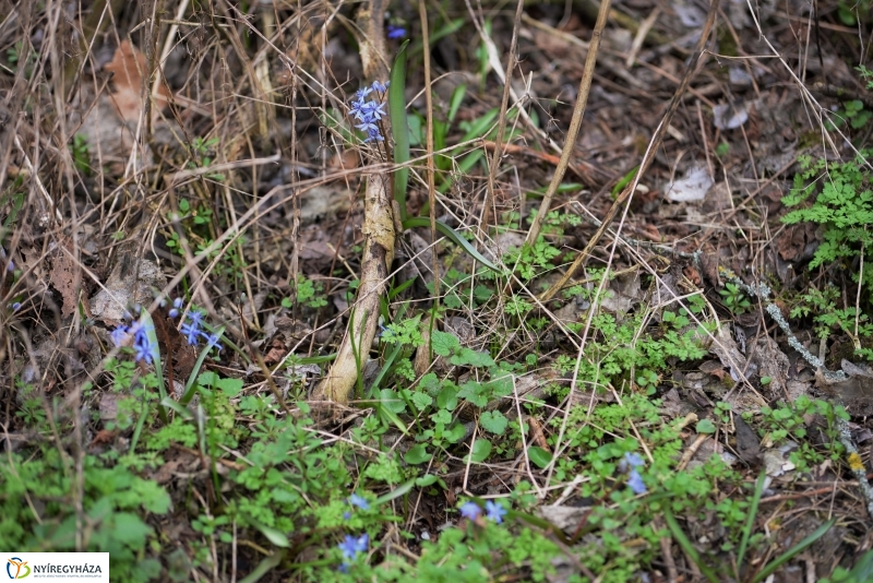 Csillagvirág számlálás a Sóstói erdőben