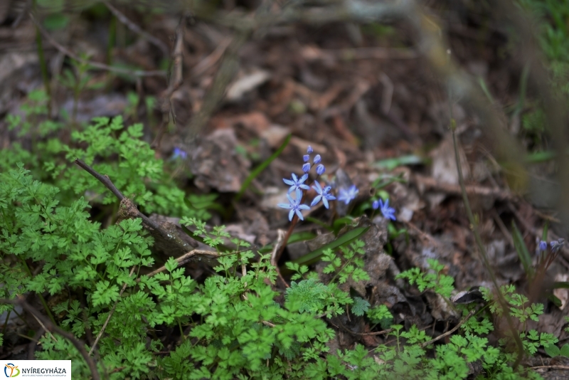 Csillagvirág számlálás a Sóstói erdőben