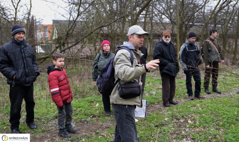 Csillagvirág számlálás a Sóstói erdőben