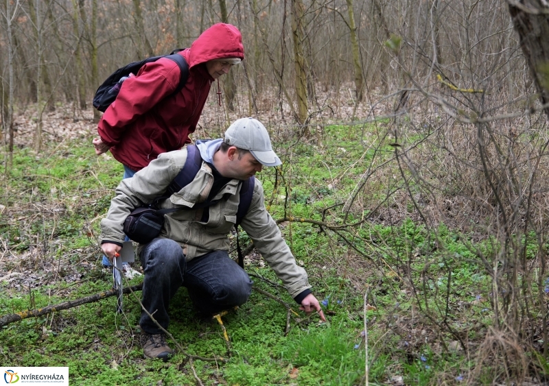 Csillagvirág számlálás a Sóstói erdőben