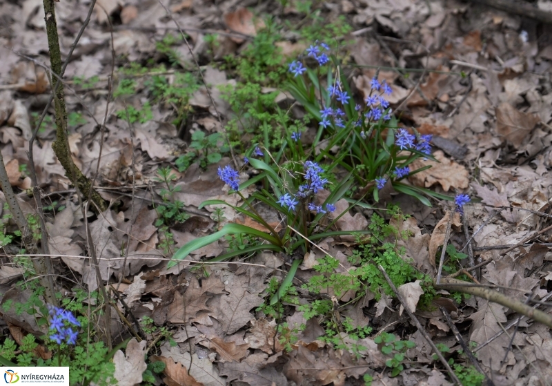 Csillagvirág számlálás a Sóstói erdőben