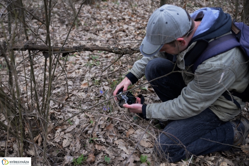 Csillagvirág számlálás a Sóstói erdőben