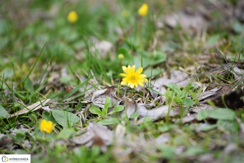 Kora tavasz a Sóstón 1