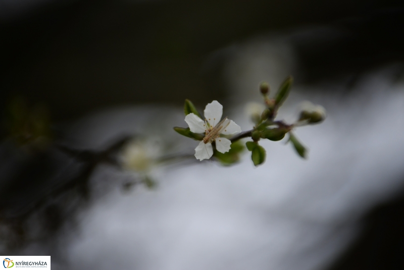 Kora tavasz a Sóstón 1