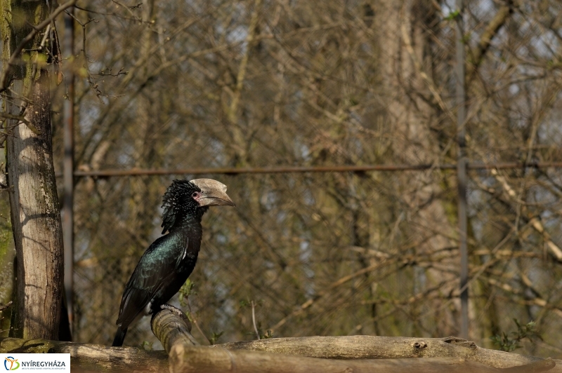 A tavasz érkezése az Állatparkban