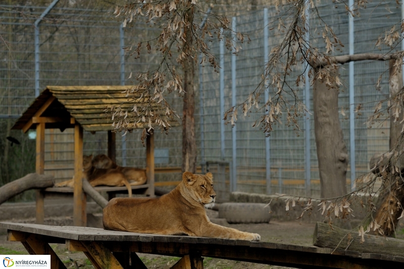 A tavasz érkezése az Állatparkban