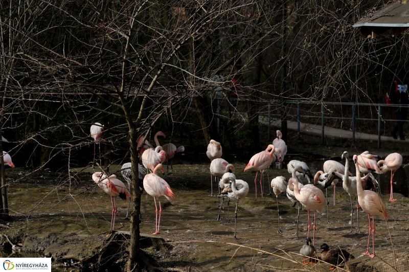 A tavasz érkezése az Állatparkban