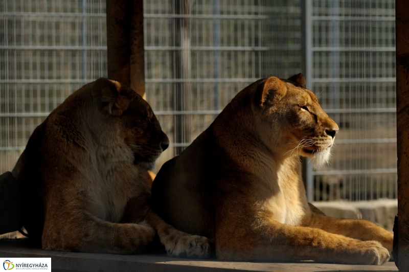 A tavasz érkezése az Állatparkban